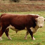 geislerfarm bisnismap